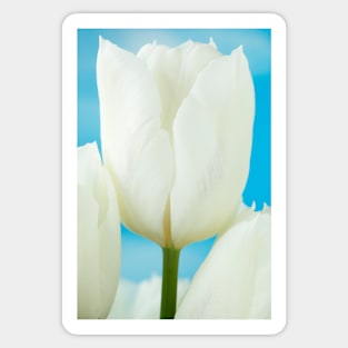 Tulipa  'White Dream'  Tulip Sticker